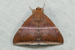 Parallelia calefaciens