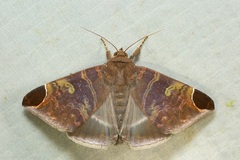 Pindara illibata