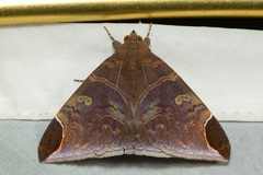 Pindara illibata