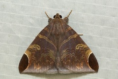 Pindara illibata