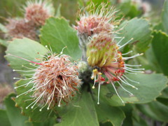 Leucospermum winteri