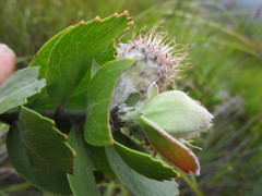 Leucospermum winteri