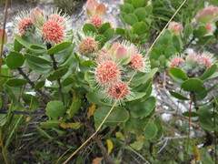 Leucospermum winteri