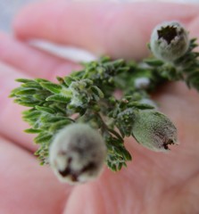 Phylica purpurea floccosa