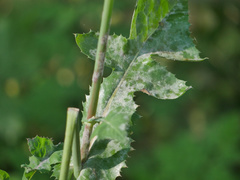 Golovinomyces sonchicola