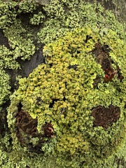 Xanthoria parietina