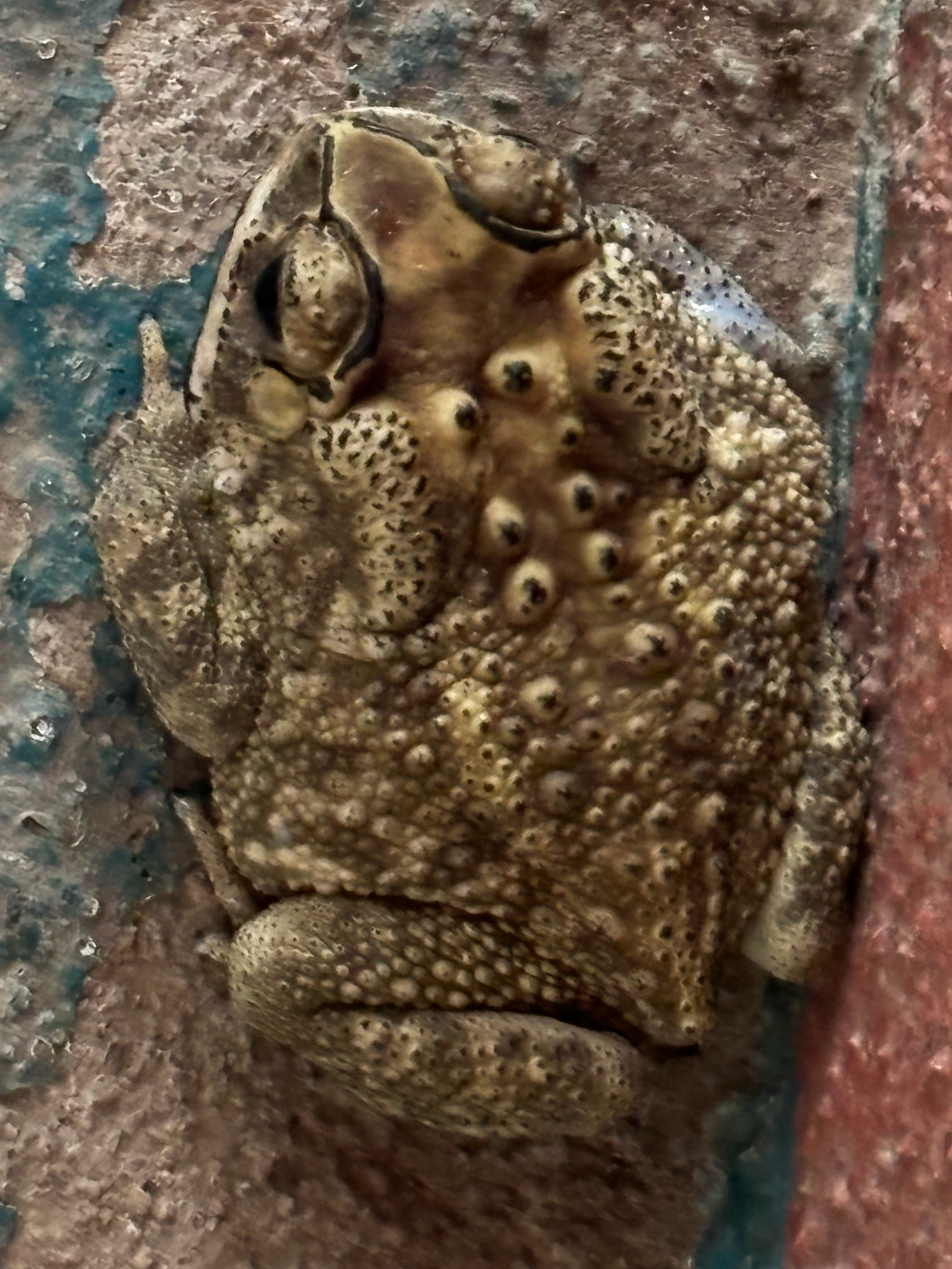 Indian Common True Toad
