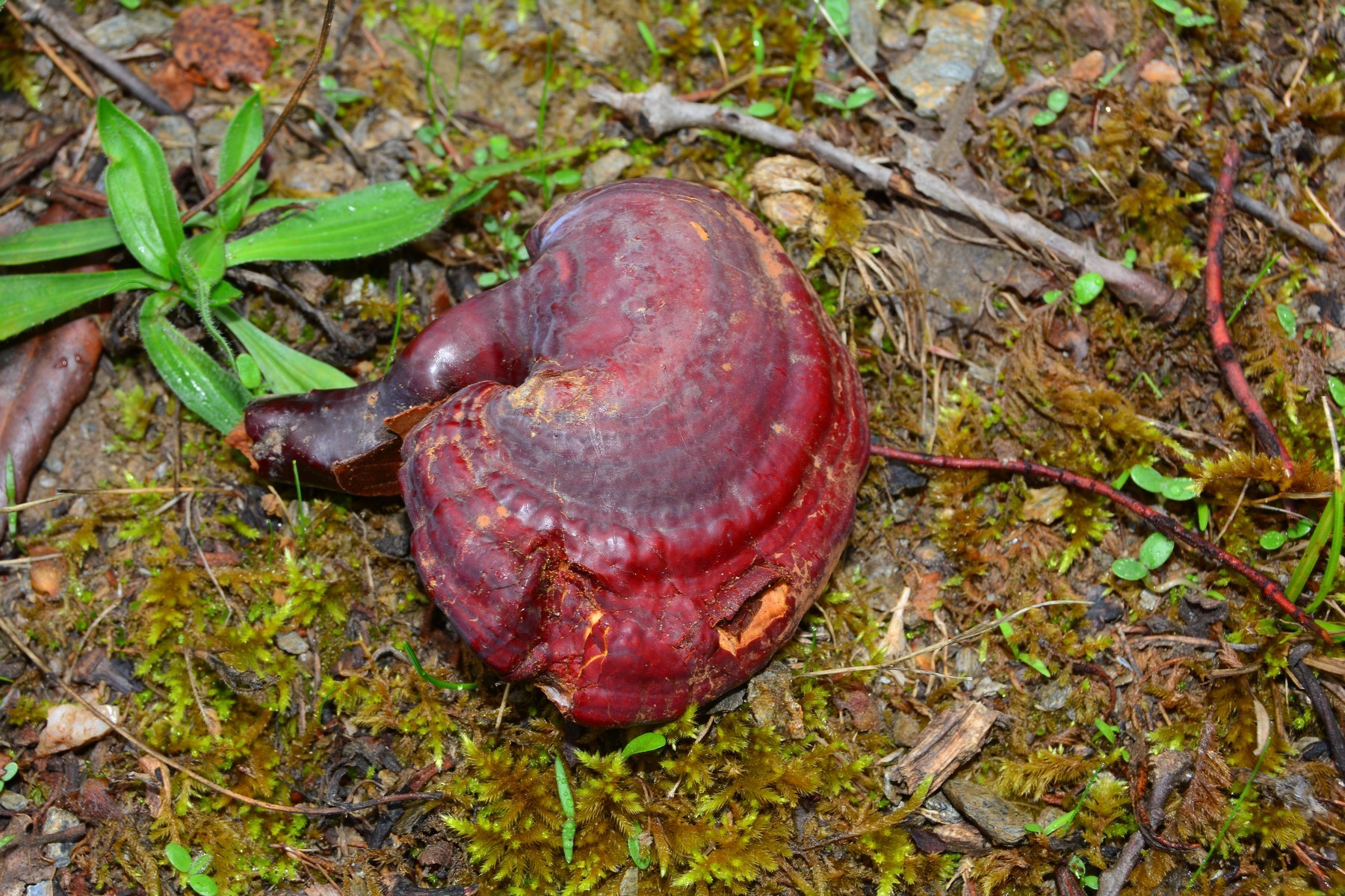 Ganoderma lucidum image