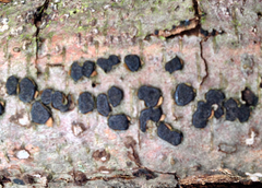 Diatrype disciformis