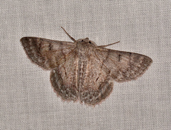 Crypsiphona tasmanica