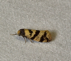 Lepidoscia characota