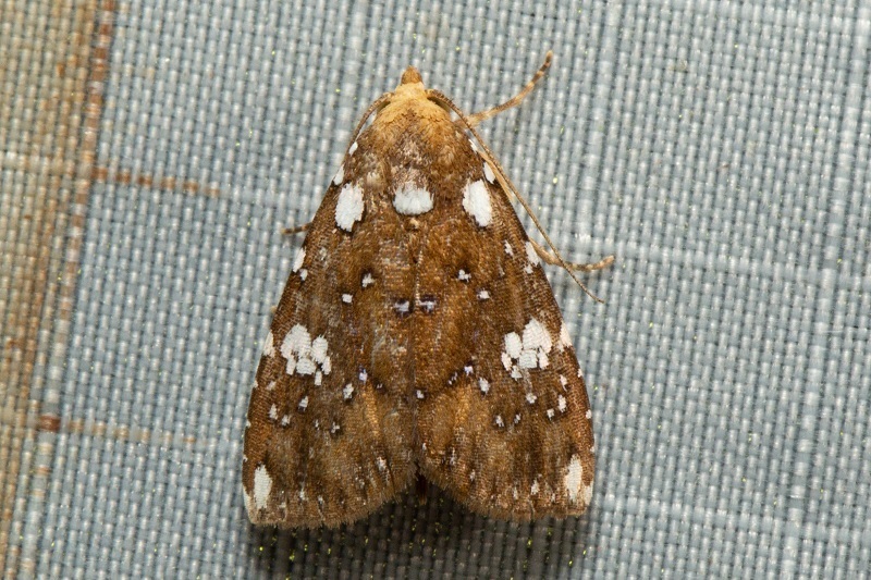 Rivula leuconephra