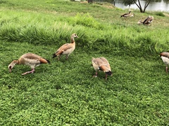 Alopochen aegyptiaca