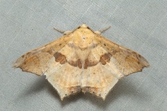 Semiothisops macariata