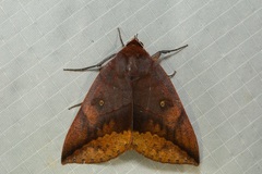 Thyas javanica