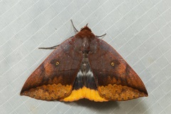 Thyas javanica