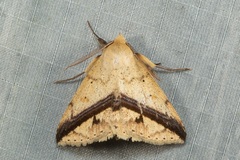 Ugia eugrapha