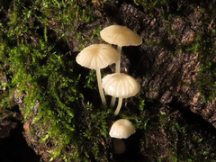 Phloeomana alba