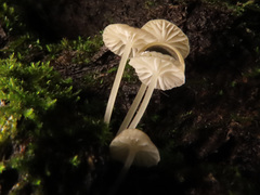 Phloeomana alba