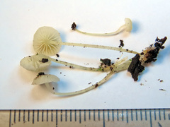 Phloeomana alba