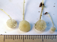Phloeomana alba