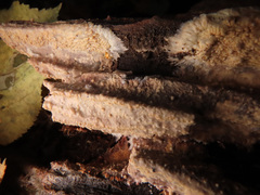 Phlebia centrifuga
