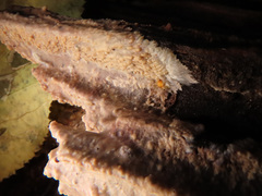 Phlebia centrifuga