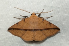 Ugia sundana