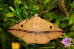 Ugia sundana