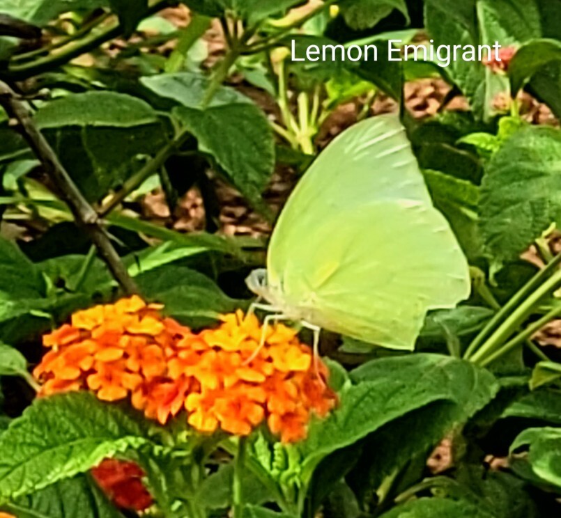 Lemon Emigrant