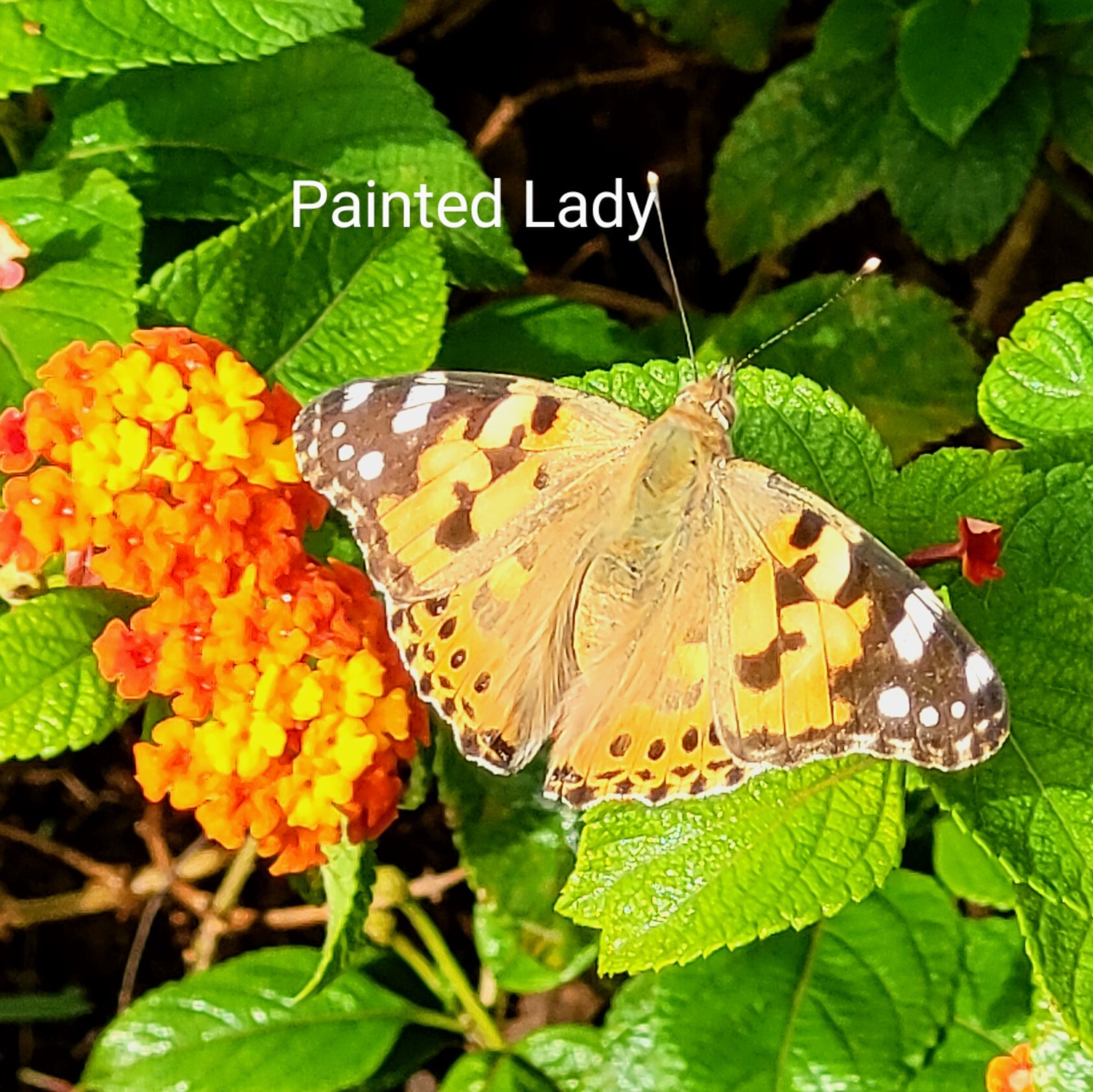 Painted Lady