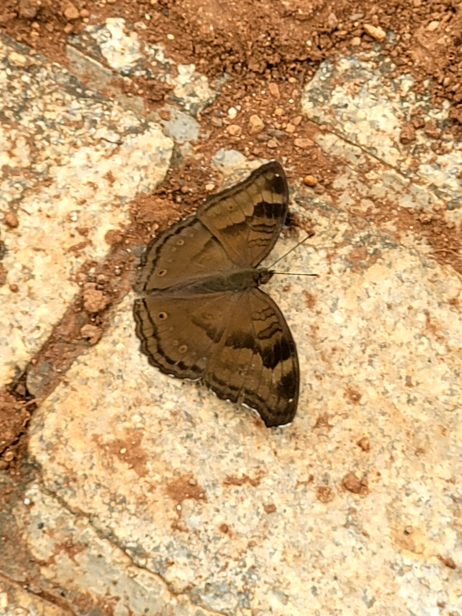 Chocolate Pansy