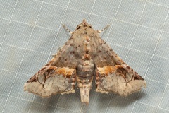 Targalla subocellata