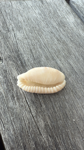 Thick-edged Cowry — seen at this dive site