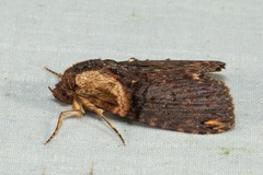 Sigmuncus