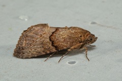 Odontodes seranensis
