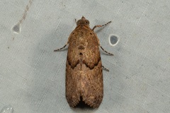 Odontodes seranensis
