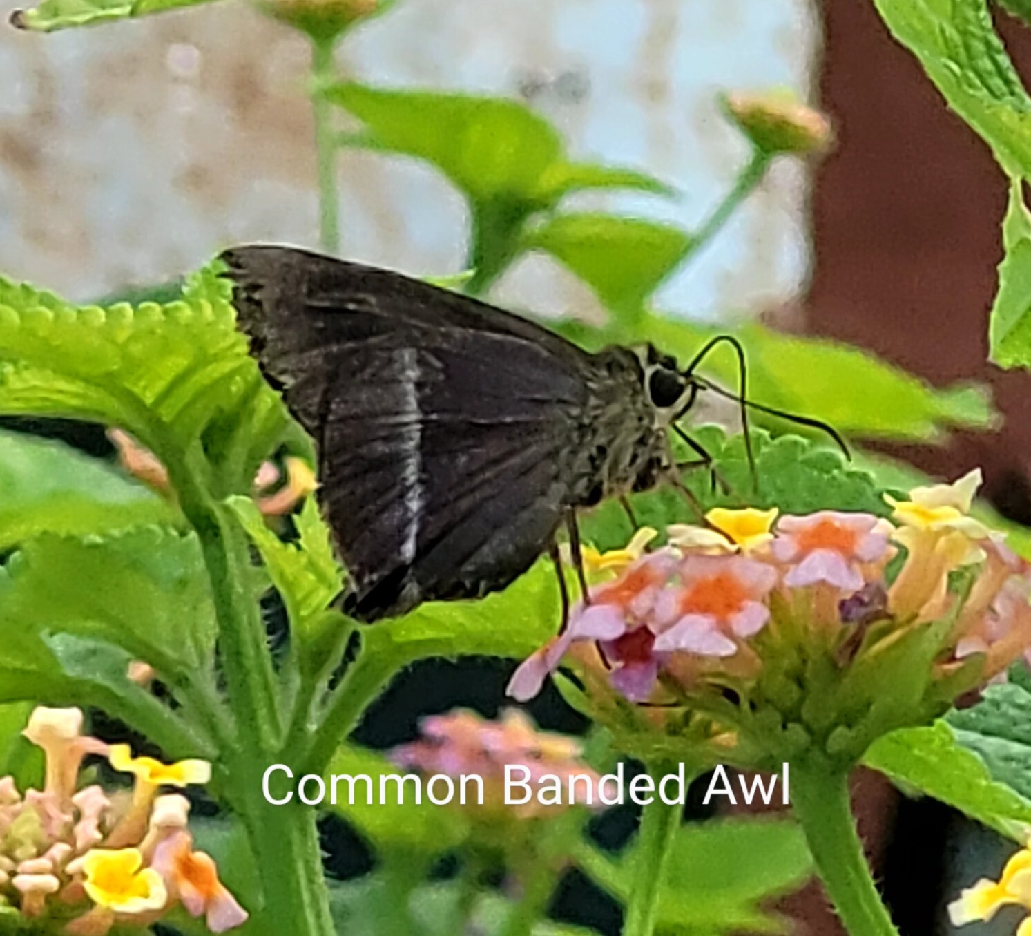 Common Banded Awl