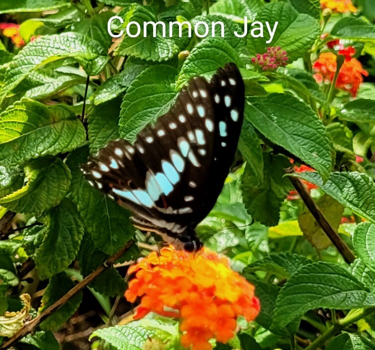 Common Jay