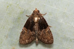 Lophoptera phaeobasis