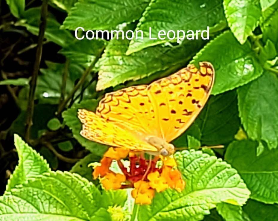 Common Leopard