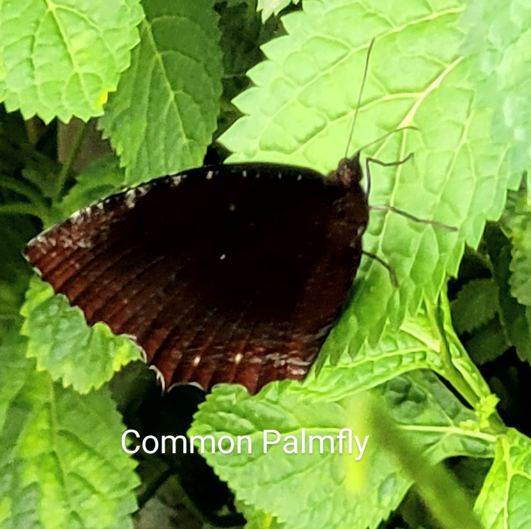 Common Palmfly
