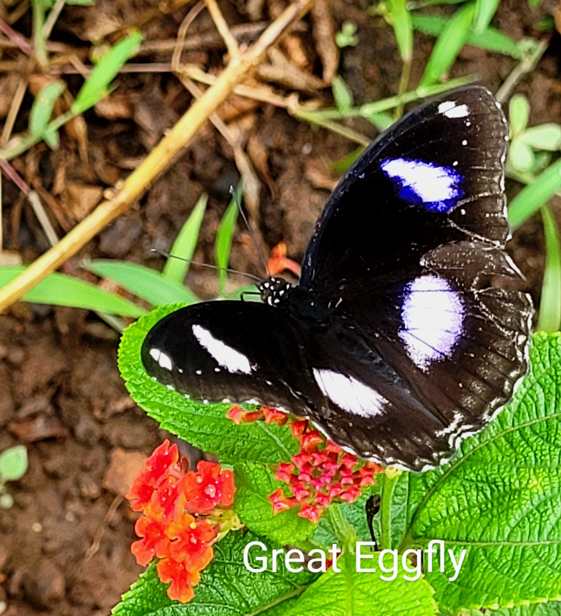 Great Eggfly