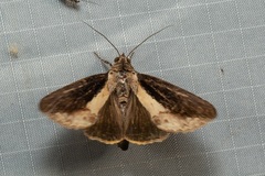 Odontodes seranensis