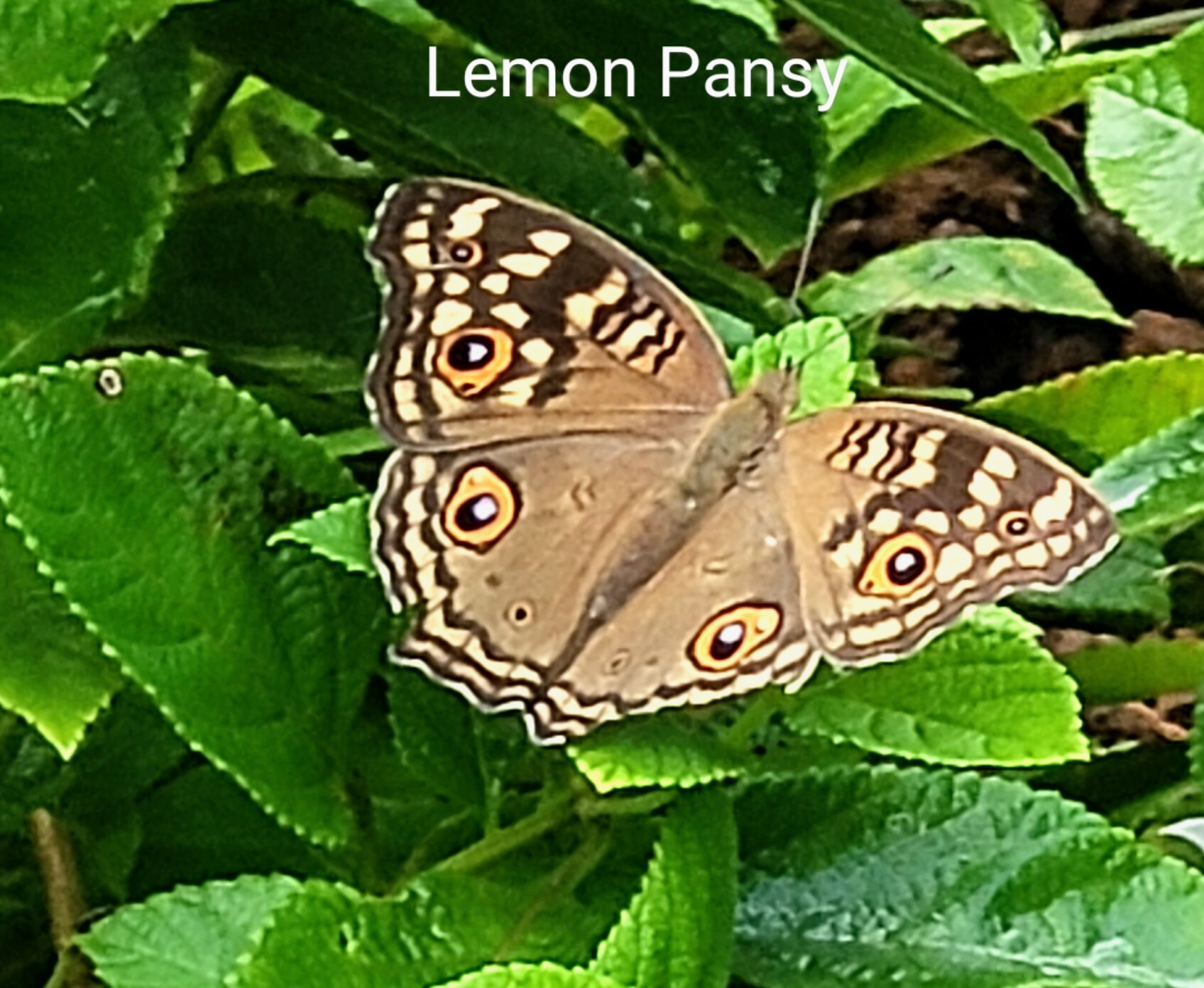 Lemon Pansy