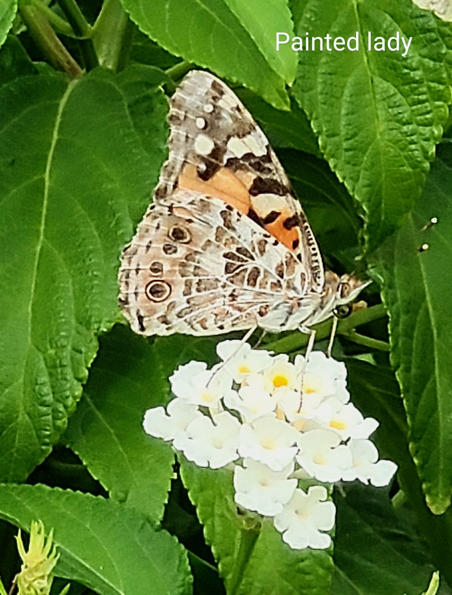 Painted Lady