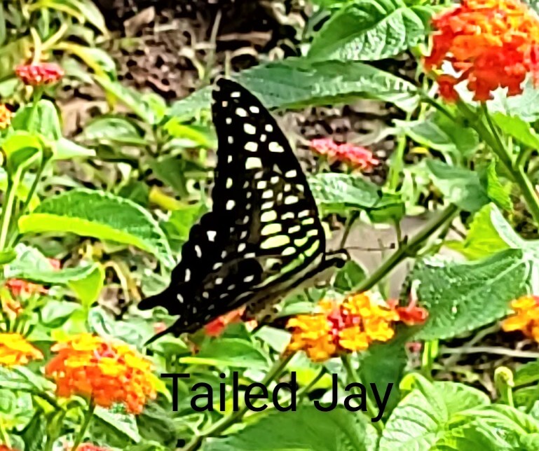 Tailed Jay