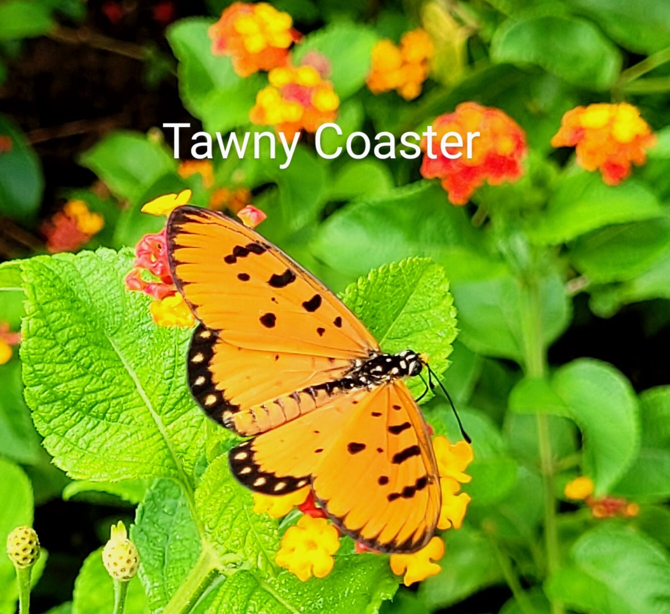 Tawny Coster