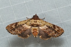 Stictopterinae