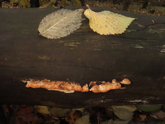 Fuscopostia lateritia